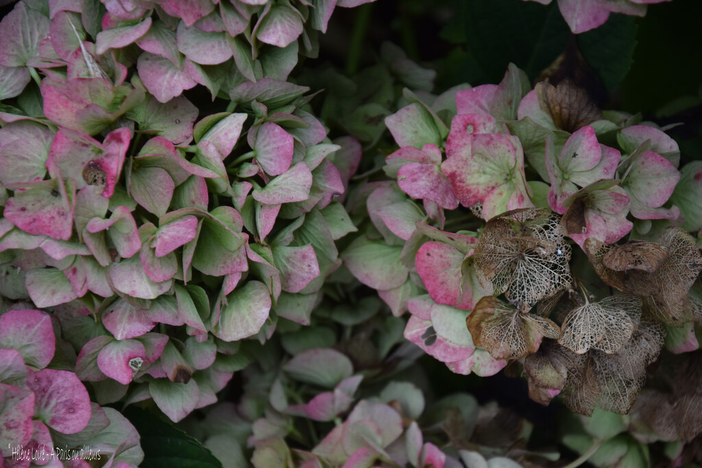 Hydrangea by parisouailleurs