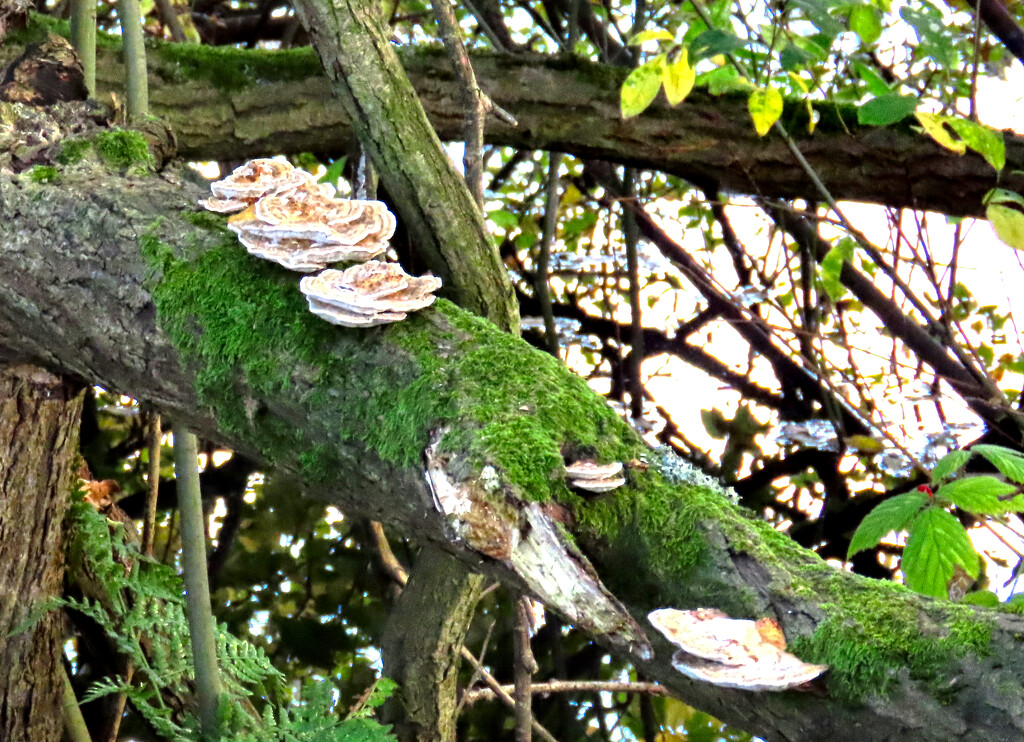 Tree Fungus by redbiro