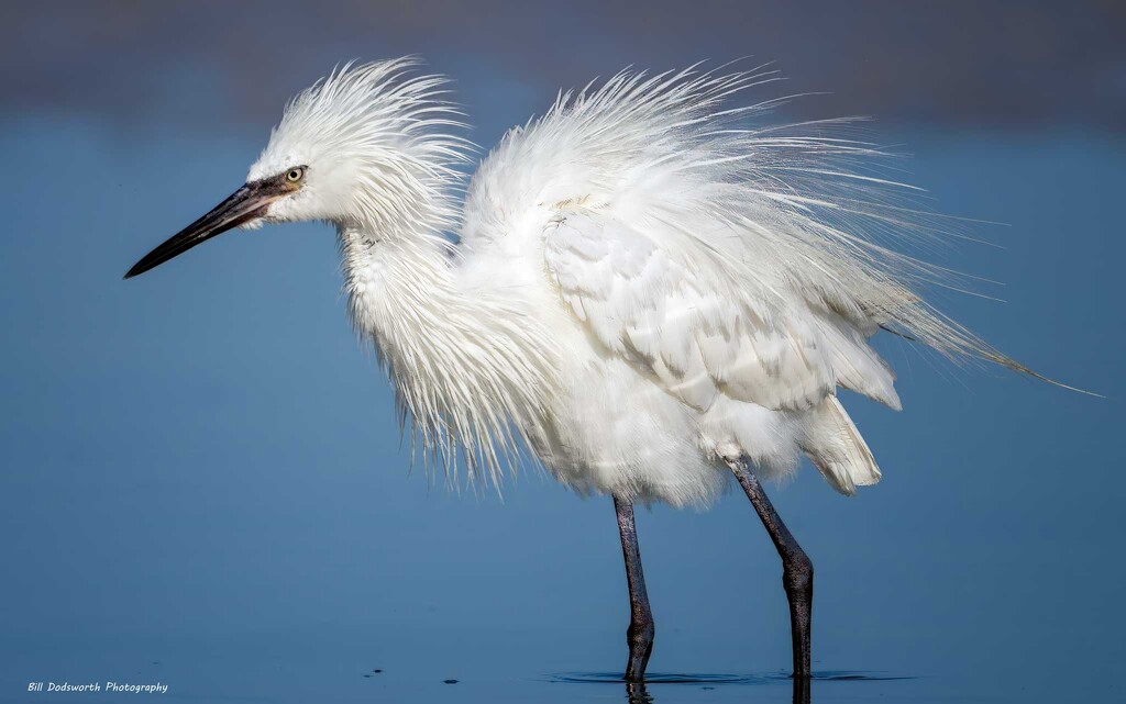 Wild hair day! by photographycrazy