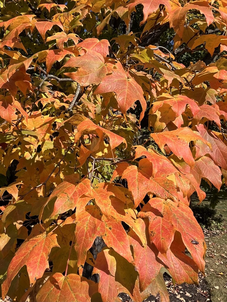 Maple out front by beckyk365