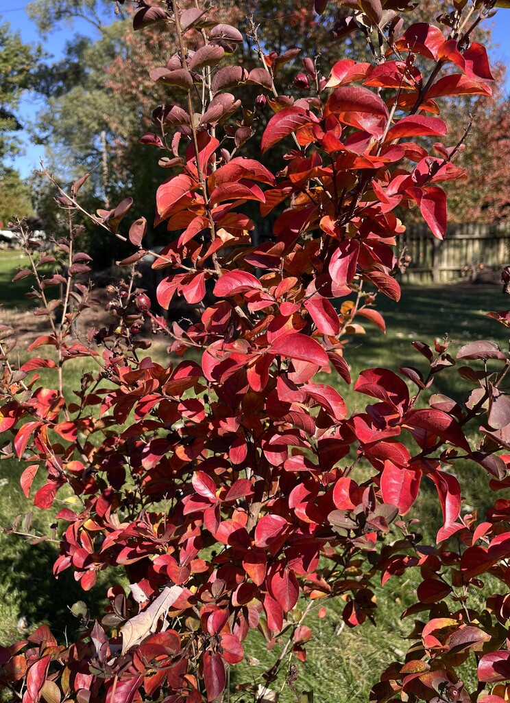 Crêpe myrtle by beckyk365