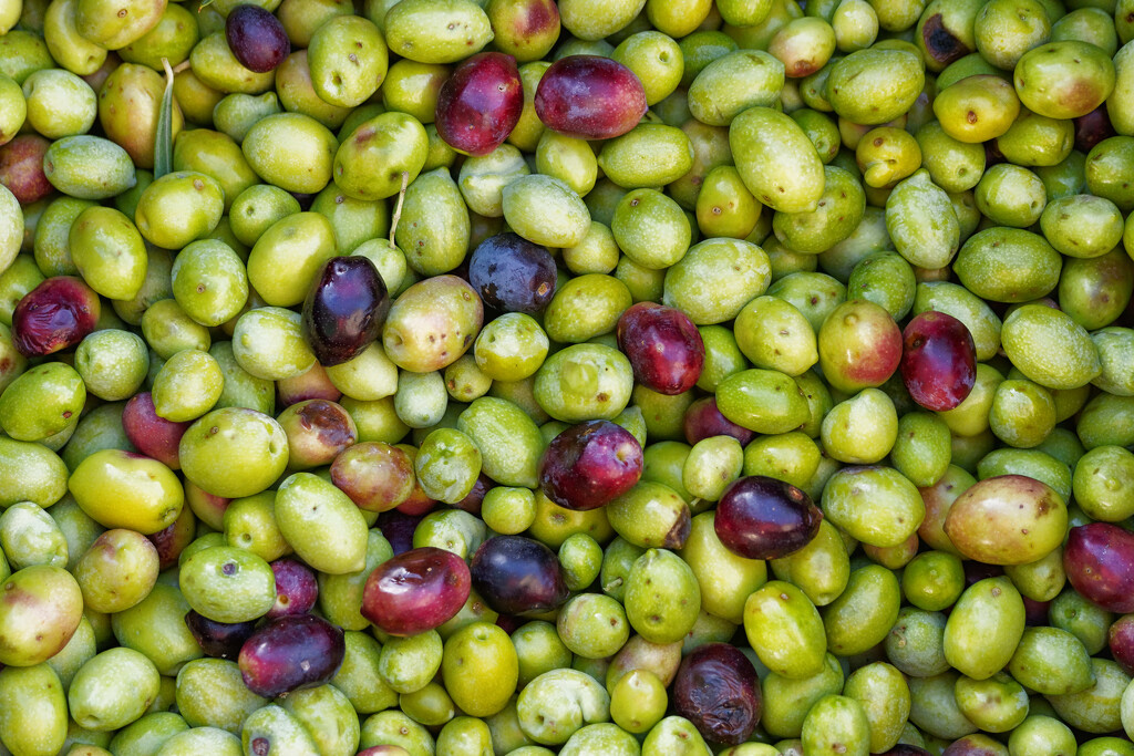 Just olives by laroque