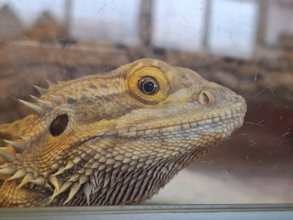 Day 298/366.  Bearded dragon in our local reptile shop. by fairynormal