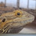 Day 298/366.  Bearded dragon in our local reptile shop.