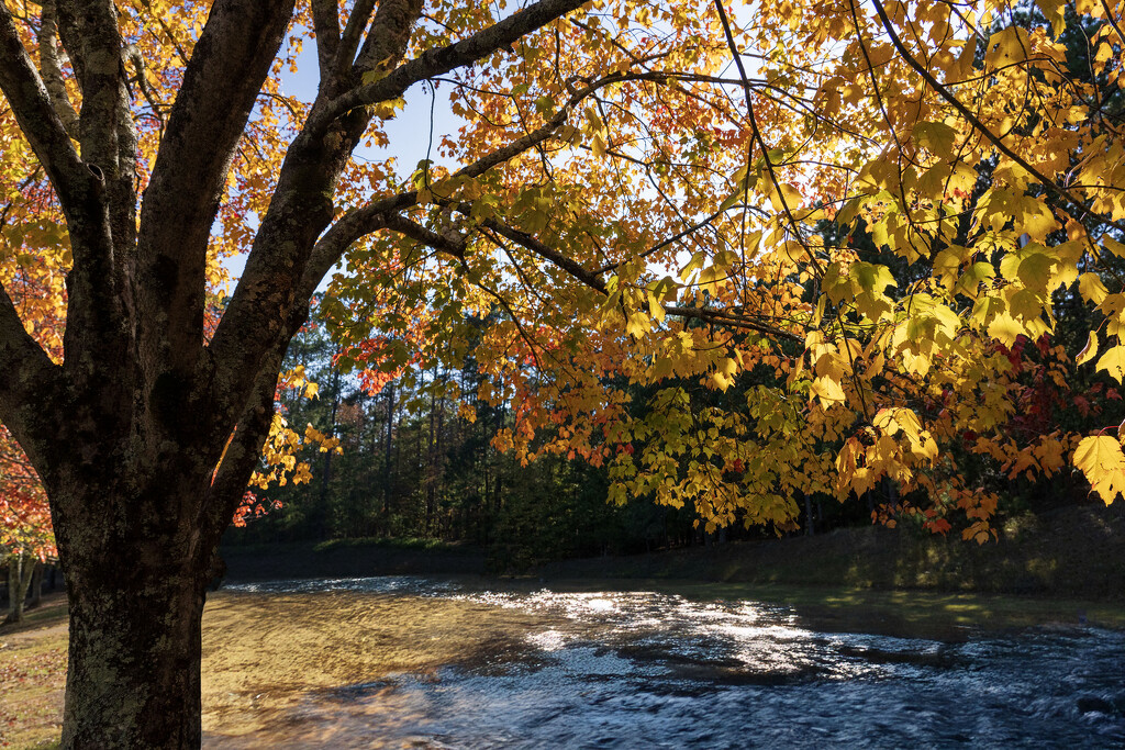 Golden Splendor by kvphoto