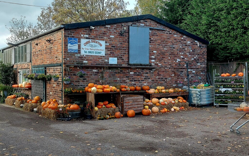 Pumpkin Season by antmcg69