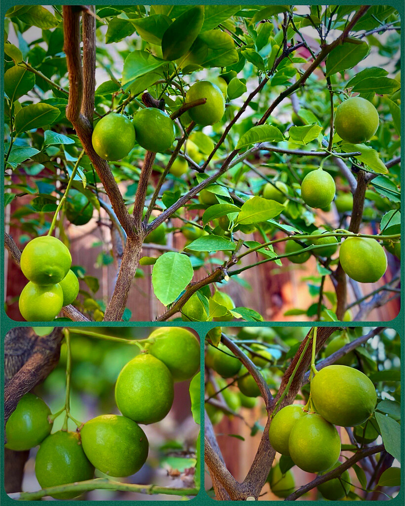 Plant Your Own Lemon Tree by gardenfolk