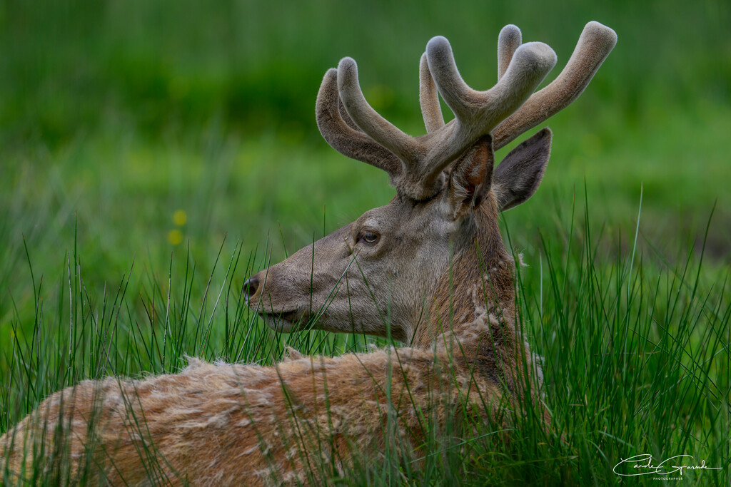 Moulting Deer by yorkshirekiwi