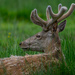 Moulting Deer