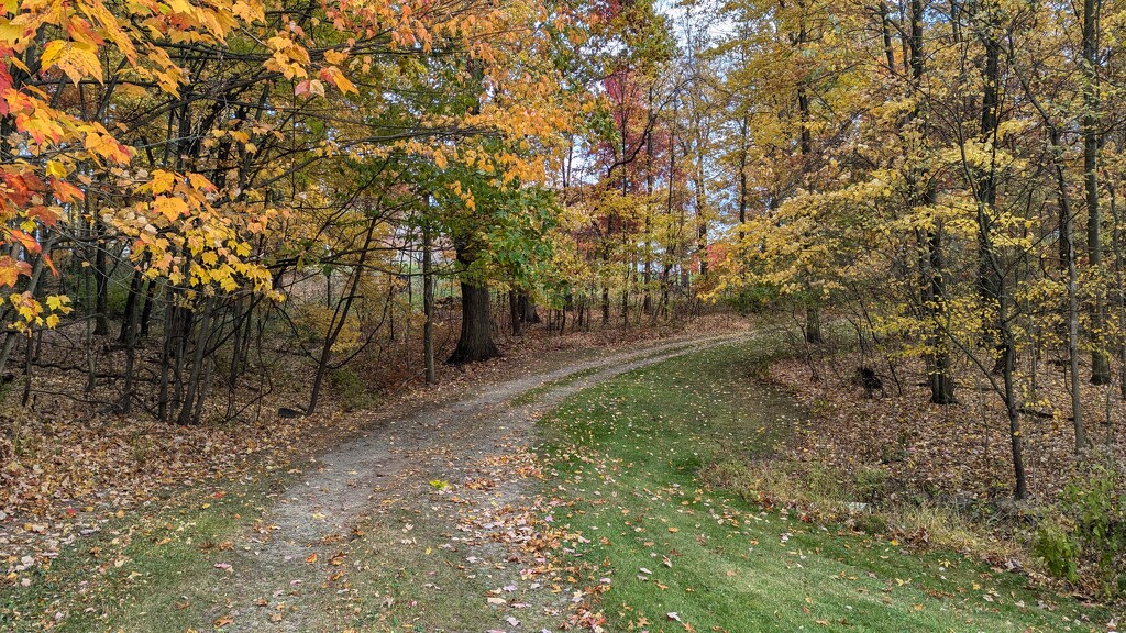 Driveway in the Fall by julie