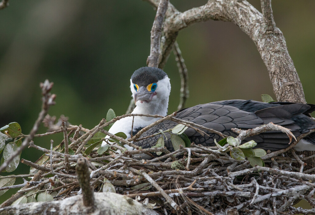 Nesting has started for this shg :) by creative_shots