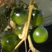 Green Tomatoes 