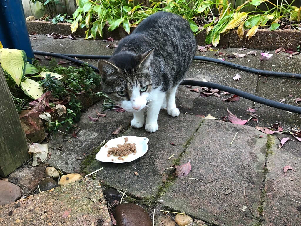 Dining al Fresco by allie912