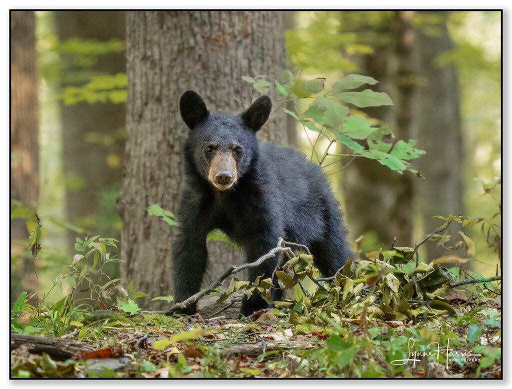 Cutest Cub Ever by lynne5477