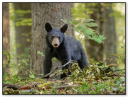 20th Oct 2024 - Cutest Cub Ever