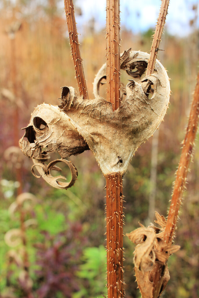 Autumn Hike 29 - Dry and Crispy by juliedduncan