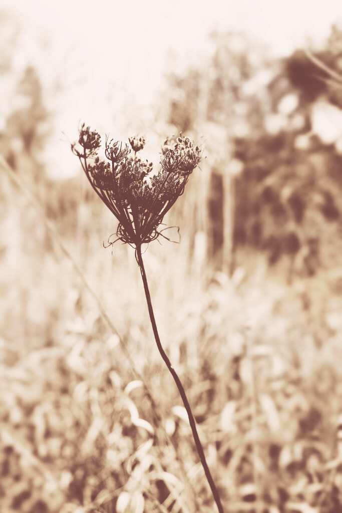 Autumn Hike 30 - Alone, All Alone by juliedduncan