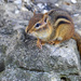 Chipmunk