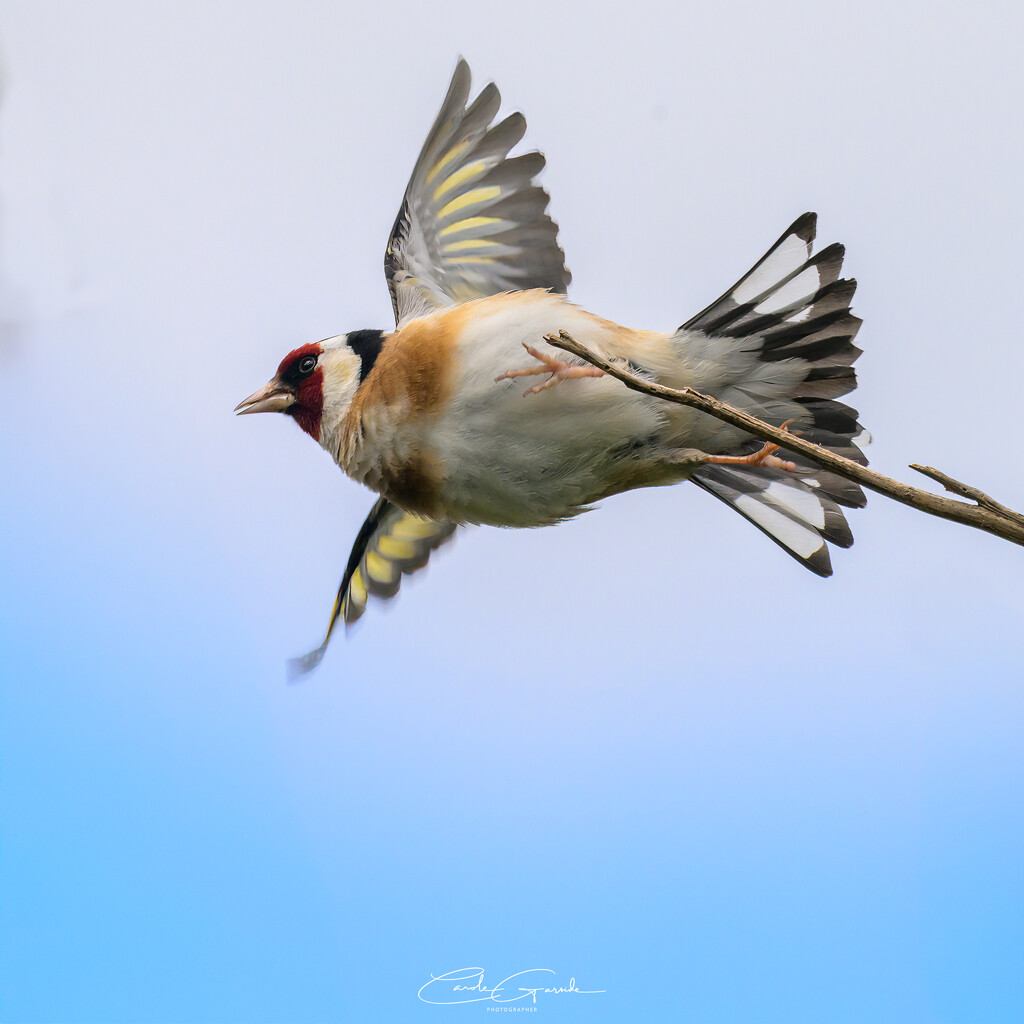 Goldfinch leaving the branch by yorkshirekiwi