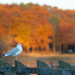 Seagull at Sunset