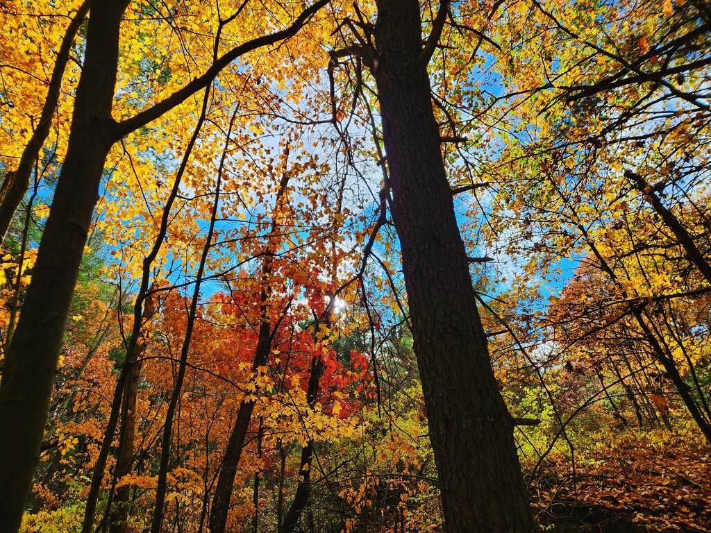 Gananoque Trail by ljmanning