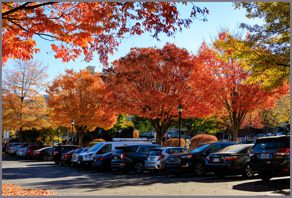 Colour at Shannondell by hjbenson