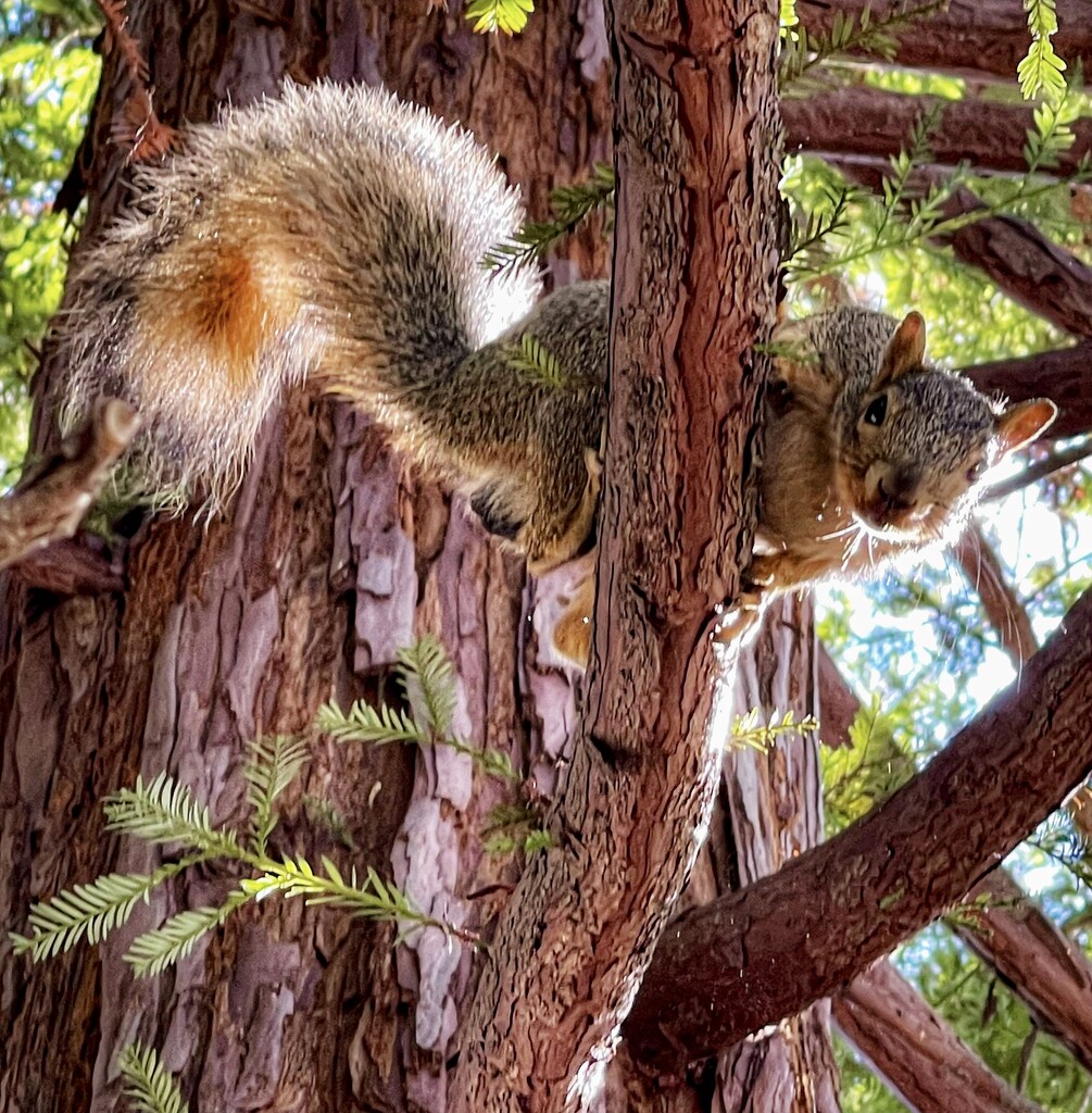 Hide Their Nuts by gardenfolk