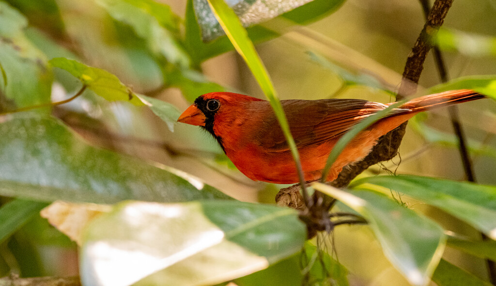 Mr. Cardinal! by rickster549