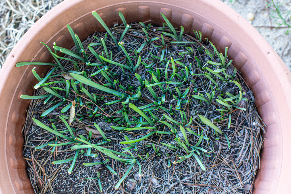 Soon to be Grape Hyacinth... by thewatersphotos