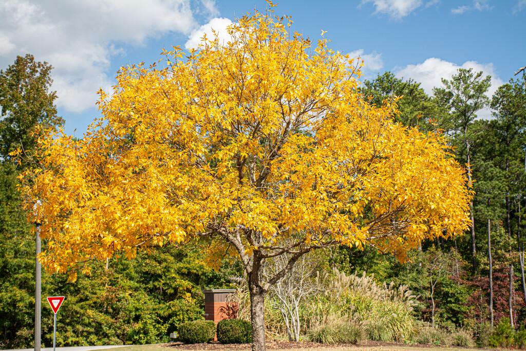 Fall color,,,finally... by thewatersphotos