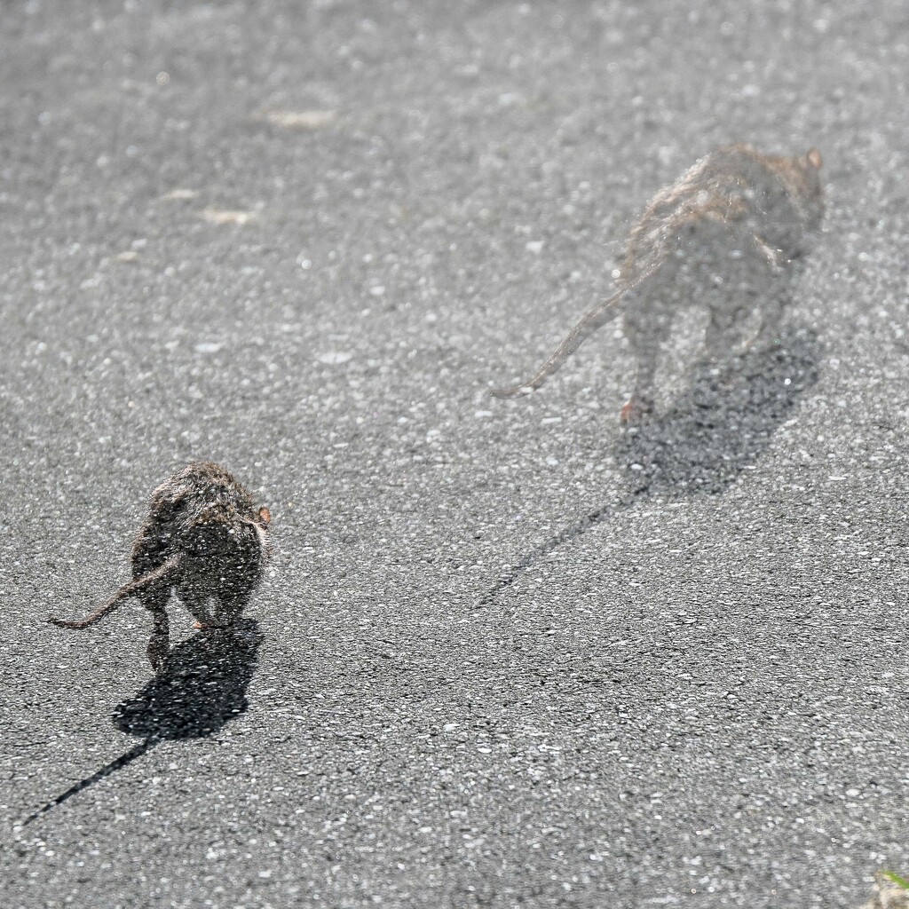 Chasing the Rat on the Road by yaorenliu