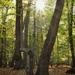 Bend in the tree by monikozi