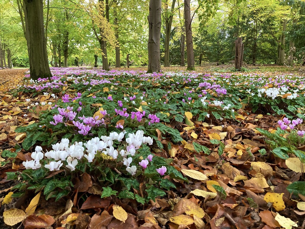 Woodland Path by casablanca