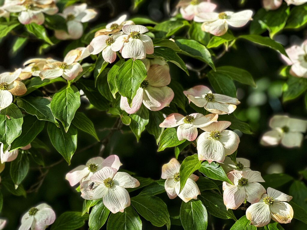 The dogwood is looking good by pusspup