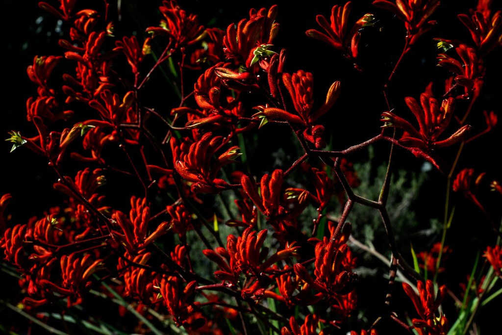 Kangaroo Paw making a display.  by jeneurell