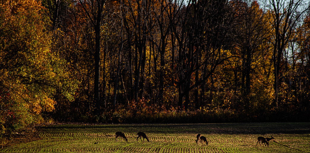 Fall Graze by darchibald