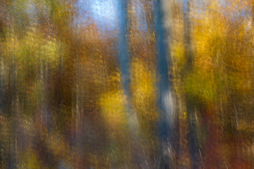 Fall Forest by darchibald