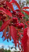 6th Oct 2024 - Red autumn