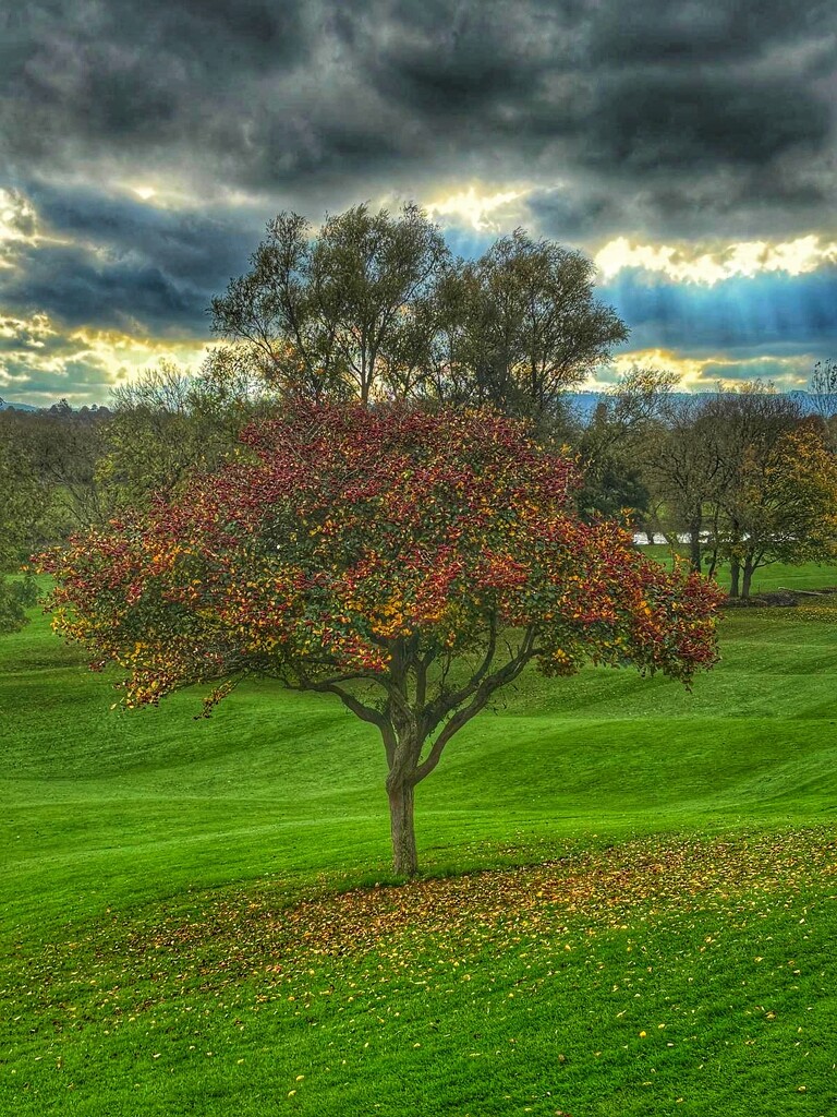 Autumn berries by alliw