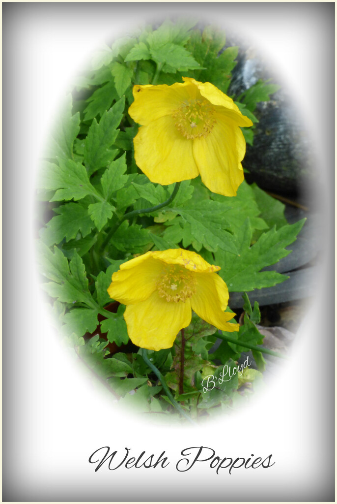 Welsh Poppies. by beryl