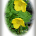 Welsh Poppies.