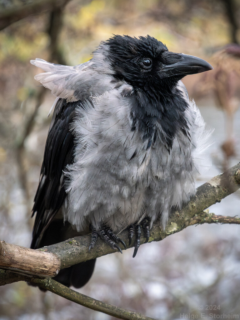 Fluffy crow by helstor365