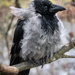 Fluffy crow