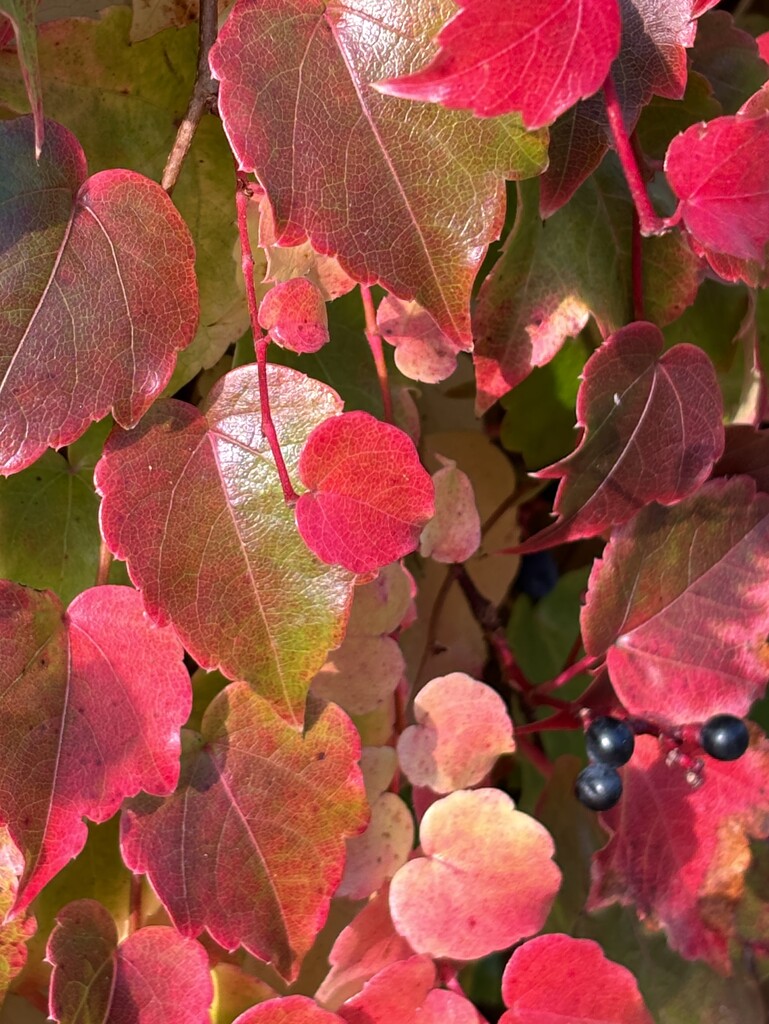 Leaf selection  by lizgooster