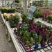 At the garden centre 