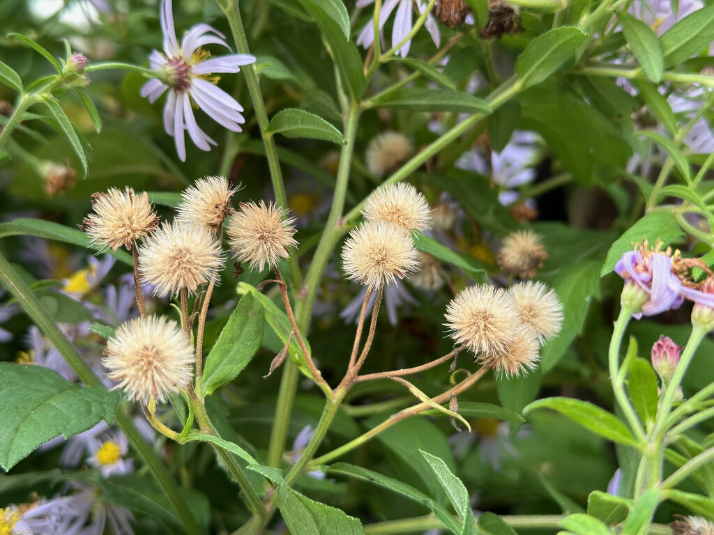 Michaelmas Seed Heads by 365projectmaxine