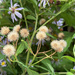 Michaelmas Seed Heads