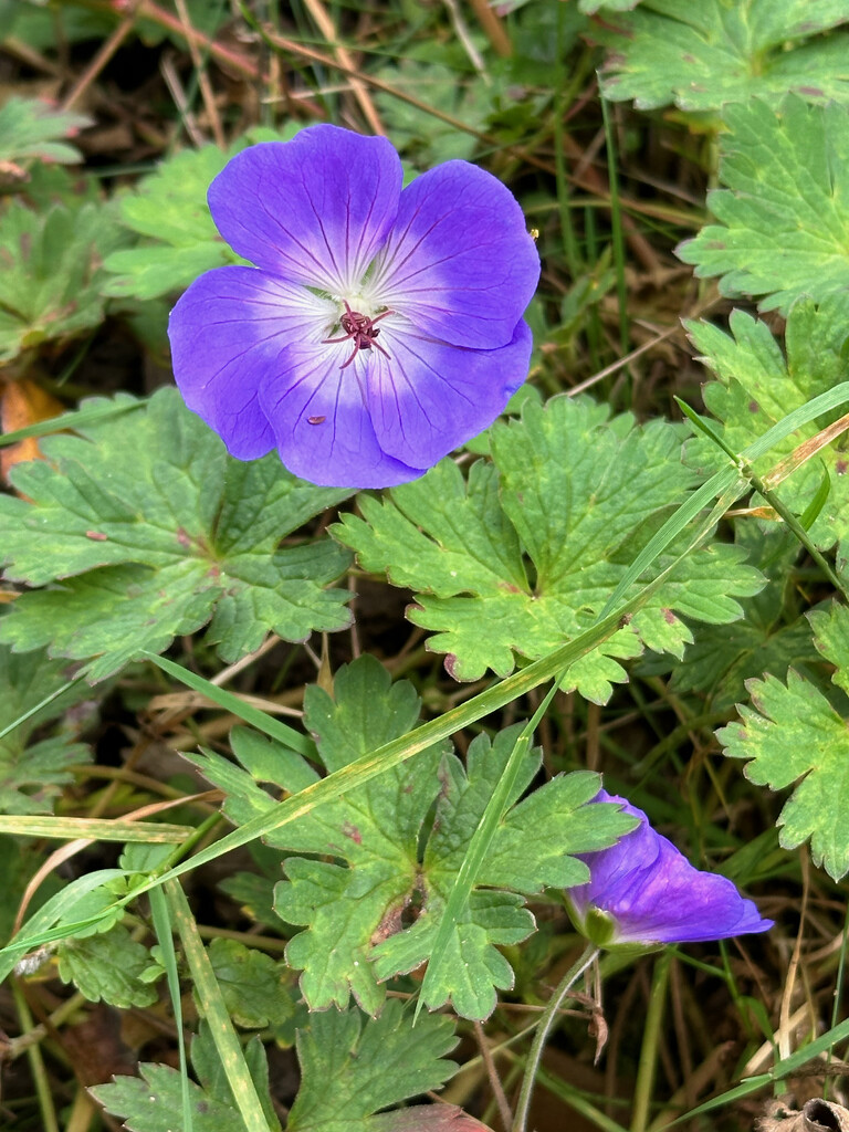 Geranium Rozanne by 365projectmaxine