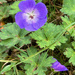 Geranium Rozanne