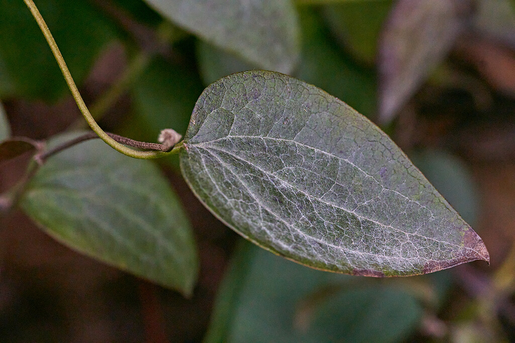 Just a Leaf by gardencat